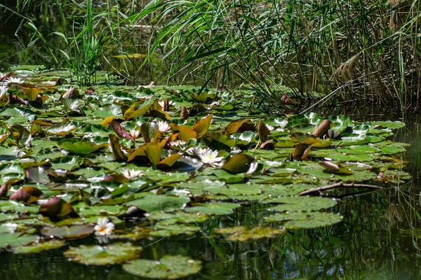 Ein Schöner Blick Auf Die Blühenden Seerosenblüten See — Stockfoto