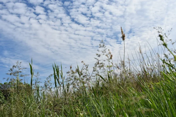 Niski Kąt Ujęcia Rozrzuconych Chmur Błękitnym Niebie Zieloną Trawą Pierwszym — Zdjęcie stockowe