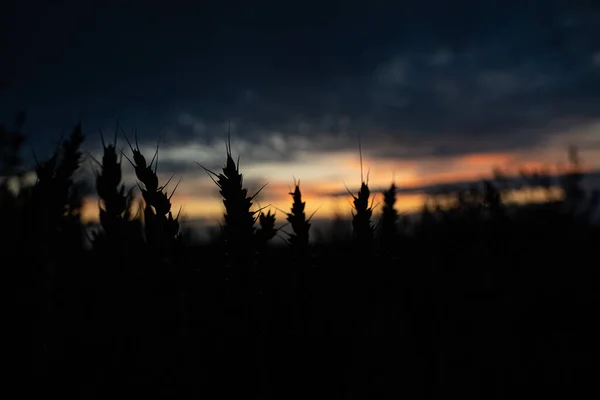 Ein Schöner Sonnenuntergang Über Dem Weizenfeld Mit Spitzen Silhouetten — Stockfoto