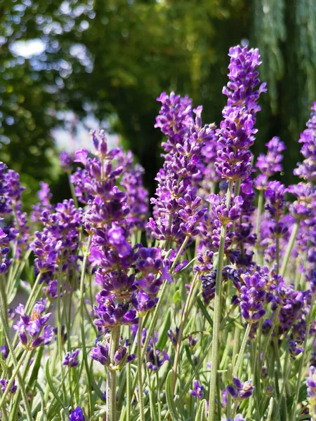 Een Verticaal Schot Van Lavendel Veld Onder Zonnelicht — Stockfoto