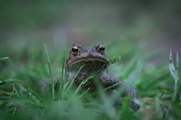 Gros Plan Une Grenouille Parmi Herbe — Photo