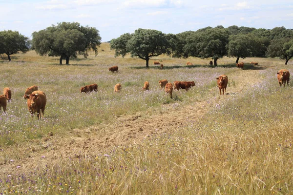 Grupo Vacas Pardas Pastando Pasto Con Árboles Fondo — Foto de Stock