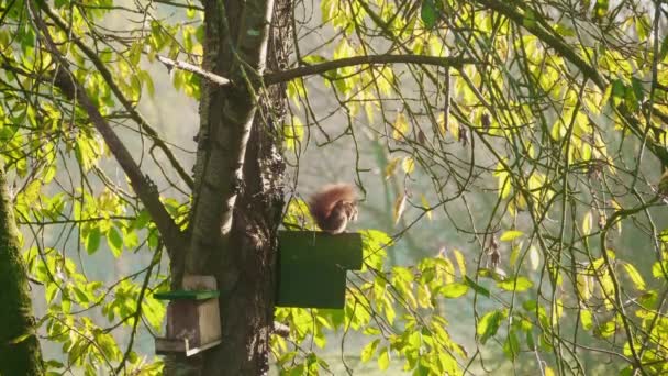 Esquilo Pequeno Bonito Árvore — Vídeo de Stock