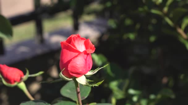 Hermosas Rosas Rojas Jardín — Vídeo de stock