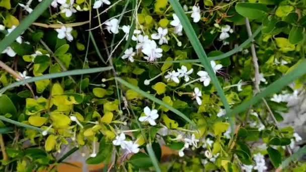 Piękne Kwiaty Ogrodzie — Wideo stockowe