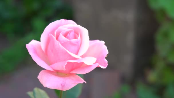 花园里美丽的粉红玫瑰 — 图库视频影像