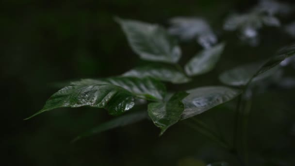 Folhas Frescas Com Fundo Verde — Vídeo de Stock