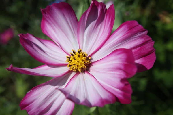 Gros Plan Une Fleur Cosmos Aux Pétales Violets Doux Dans — Photo