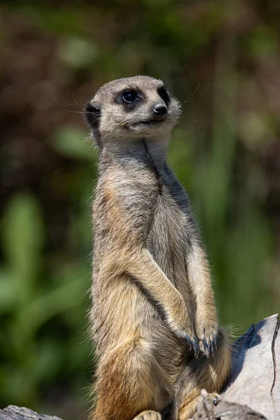 Μια Κάθετη Βολή Του Meerkat Στέκεται Ένα Βράχο Κάτω Από — Φωτογραφία Αρχείου