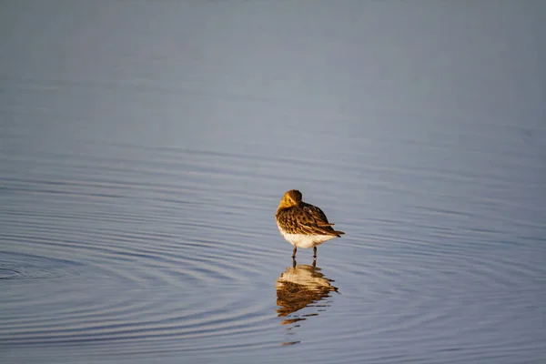 Lindo Pájaro Marrón Pie Lago Claro Con Pequeñas Olas Circulares —  Fotos de Stock