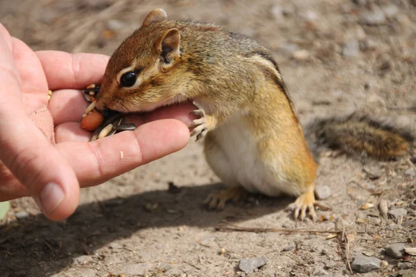 Een Close Shot Van Eekhoorn Die Zaden Eet Uit Iemands — Stockfoto