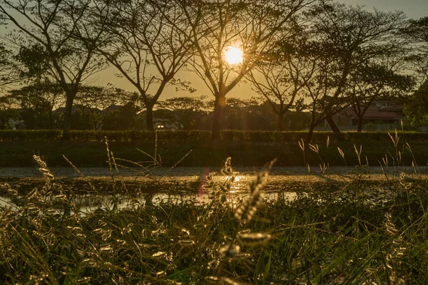 Parlak Bir Yaz Günü Ağaçta Parıldayan Altın Bir Günbatımı — Stok fotoğraf