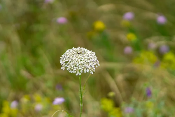 Enfoque Selectivo Las Flores Pequeñas Blancas Florecidas Contra Fondo Borroso — Foto de Stock