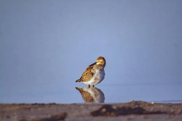 Primer Plano Pequeño Pájaro Marrón Pie Sobre Lago Azul Claro —  Fotos de Stock