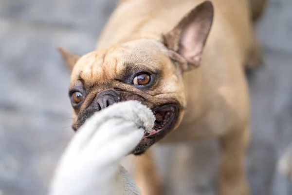 Saf Bir Fransız Bulldog Unun Bir Sahiple Oynayıp Havluyu Çekerken — Stok fotoğraf