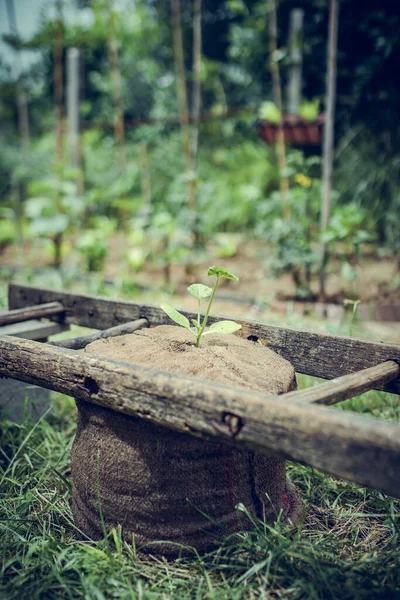 Een Closeup Van Een Ontluikende Plant Een Tuin — Stockfoto