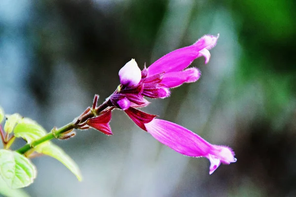 Primer Plano Hermosa Salvia Hoja Rosada Sobre Fondo Borroso — Foto de Stock