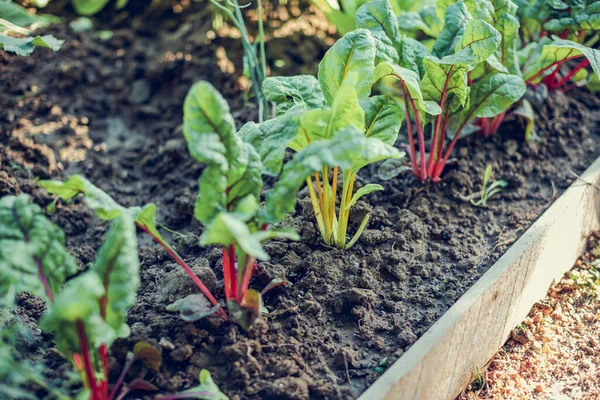 A closeup of a Chard sprouting plant in a garden