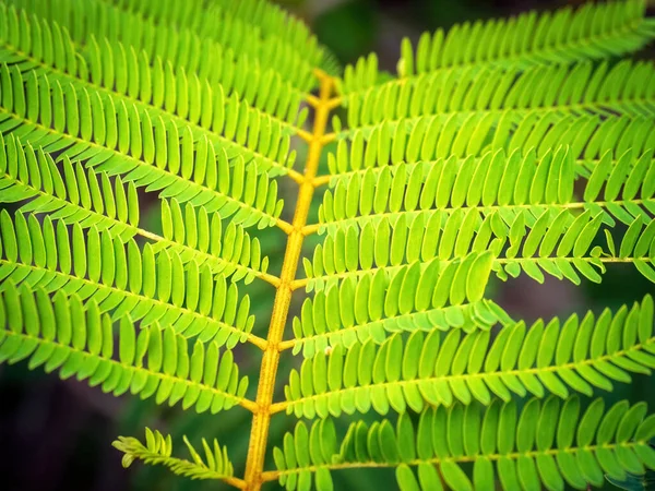 Veduta Delle Foglie Degli Alberi Plume Albizia Cape Crested Wattle — Foto Stock