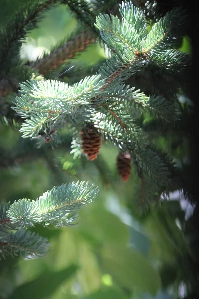 Closeup Shot Pine Cones Tree — Stock Photo, Image