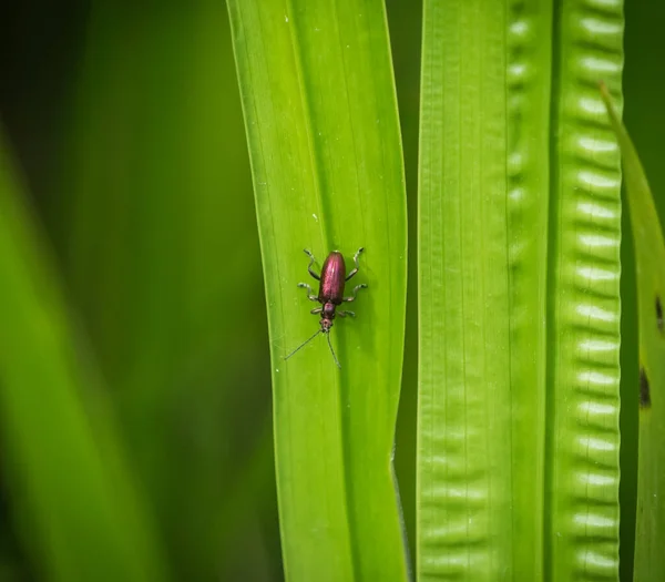 Närbild Insekt Ett Grönt Löv — Stockfoto
