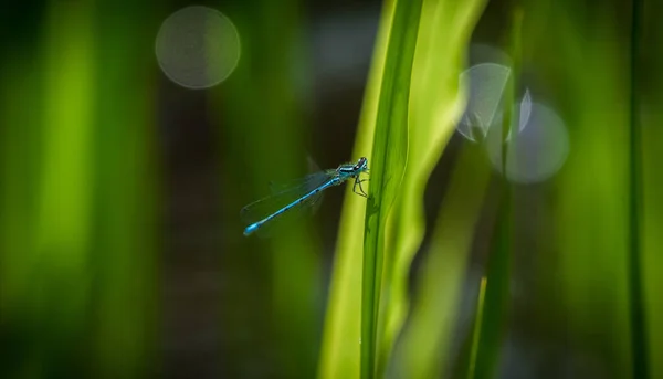 Tiro Close Uma Libélula Uma Planta — Fotografia de Stock