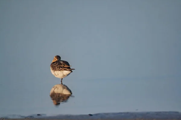 Petit Oiseau Debout Sur Lac Clair Lumineux Avec Son Reflet — Photo