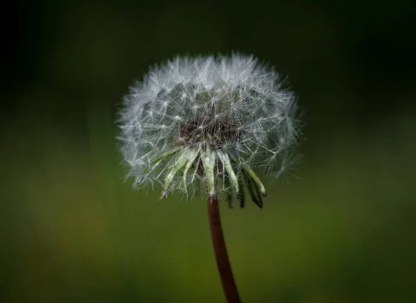 Eine Nahaufnahme Einer Blühenden Löwenzahnblume — Stockfoto