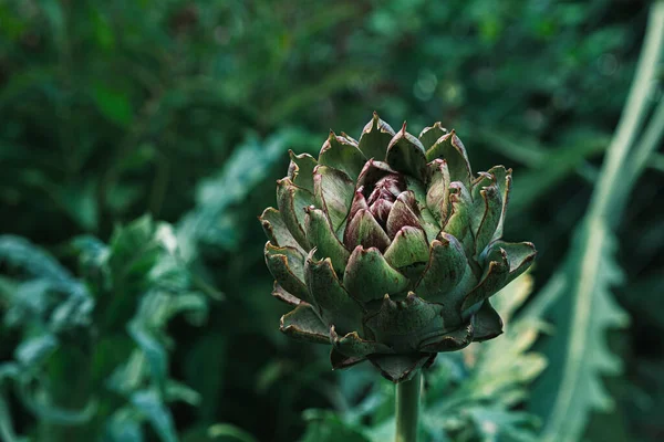 High Angle Shot Artichoke Head Green Leaves Background Sunlight — Stock Photo, Image