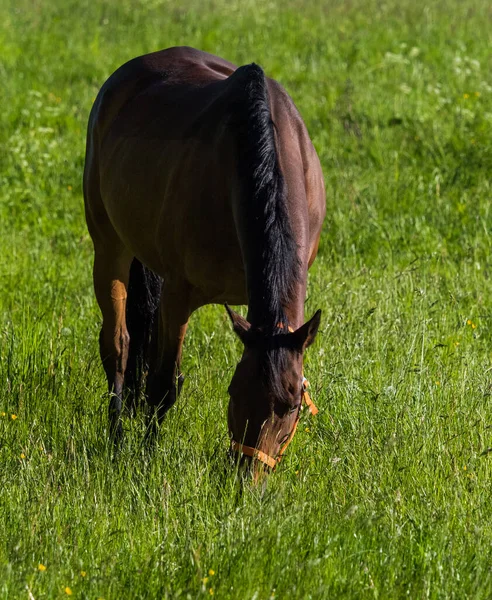 一匹棕色的马在田野里吃草的垂直镜头 — 图库照片