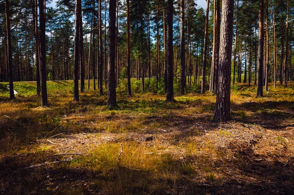Uzun Ağaçlı Bir Ormanın Manzarası — Stok fotoğraf