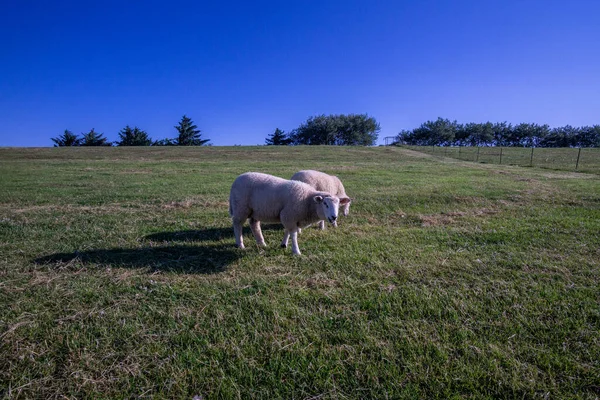 Две Пушистые Овцы Пасутся Травянистом Поле Голубым Небом Сельской Местности — стоковое фото