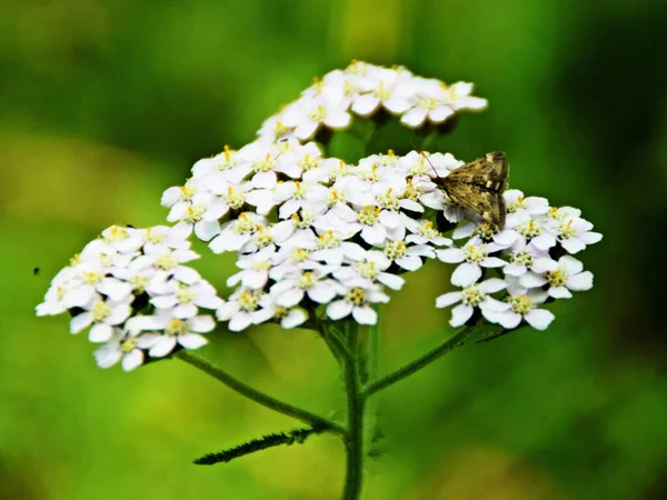 Primo Piano Una Bella Farfalla Fiore Bianco — Foto Stock