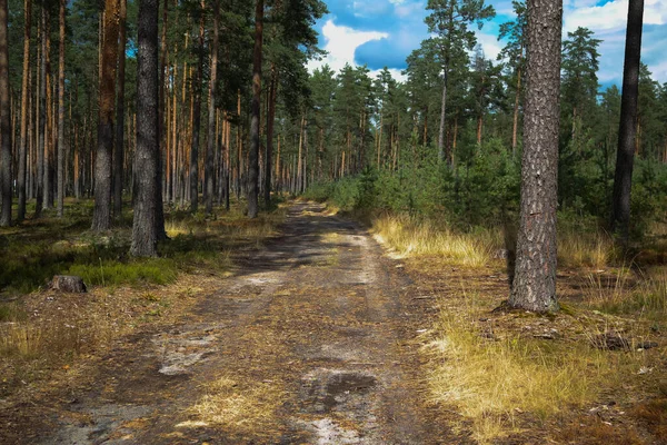Road Middle Forest Tall Trees — Stock Photo, Image