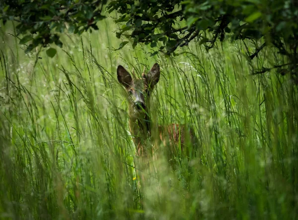 一只鹿在草丛中的特写镜头 — 图库照片
