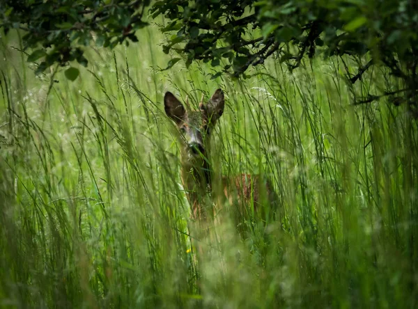 Een Close Schot Van Een Hert Tussen Het Gras — Stockfoto