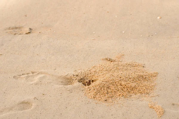 Ocypode Crab Beach Phuket Thailand — Stock Photo, Image