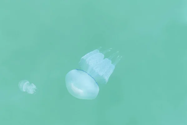 浅蓝色海水中的白色水母 — 图库照片