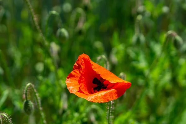 Foco Seletivo Flor Papoula Vermelha Florescida Brilhando Sob Raios Sol — Fotografia de Stock