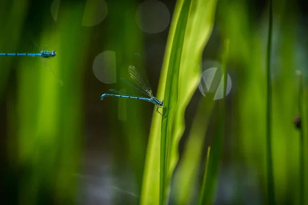 蜻蜓在植物上的特写镜头 — 图库照片