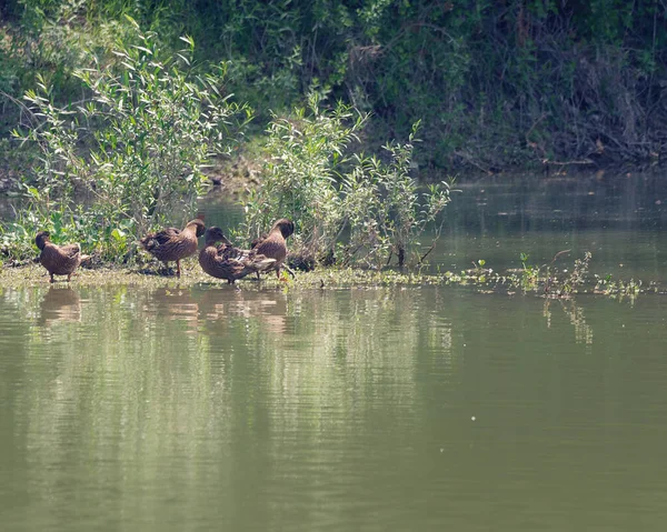 Schöne Aussicht Auf See Treibende Enten — Stockfoto