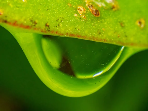 Una Macro Toma Una Gota Agua Rama Verde Del Árbol — Foto de Stock