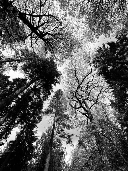 有树木的森林的垂直灰度照片 — 图库照片