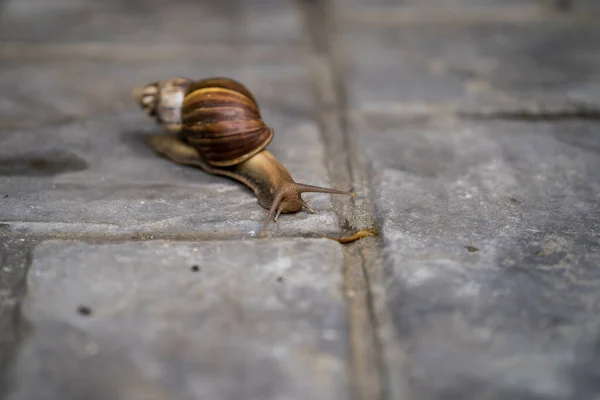 Een Close Shot Van Een Landslak Een Betonnen Oppervlak — Stockfoto