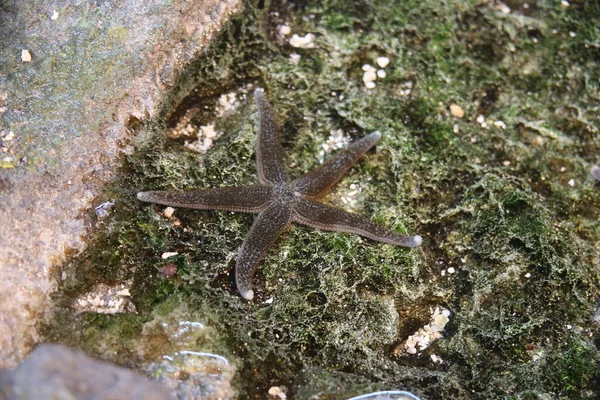 Primer Plano Una Estrella Mar Sobre Una Piedra Cubierta Musgo — Foto de Stock