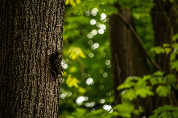 Tiro Close Pássaro Tronco Árvore Com Luzes Bokeh Embaçadas Fundo — Fotografia de Stock
