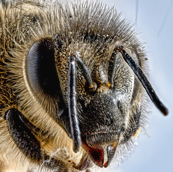 Makro Ujęcie Pszczoły Przed Białym Tłem — Zdjęcie stockowe