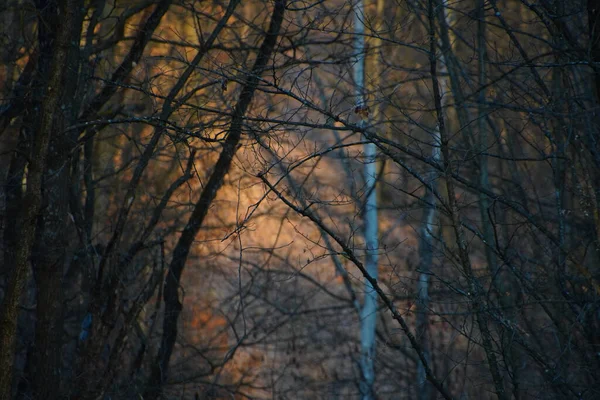 Eine Nahaufnahme Von Getrockneten Ästen Herbstwald — Stockfoto