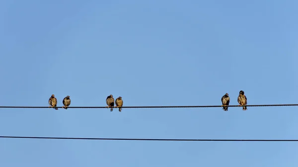 Resting Birds Electric Wires South Korea — Stock Photo, Image