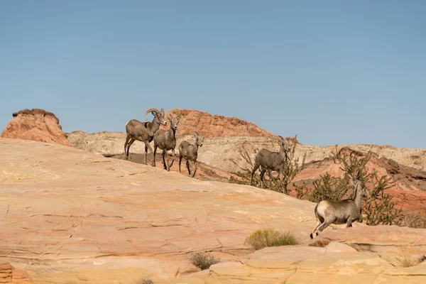 Capre Selvatiche Camminano Nel Deserto Nella Valle Del Fuoco Nevada — Foto Stock